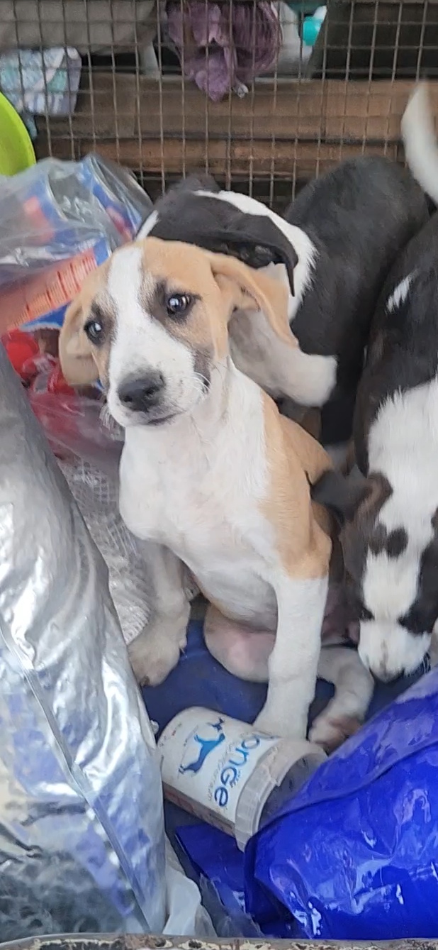 3cucciole 3mesi femmine tg media futura salvate da una pessima vita!! COSENZA - media 8