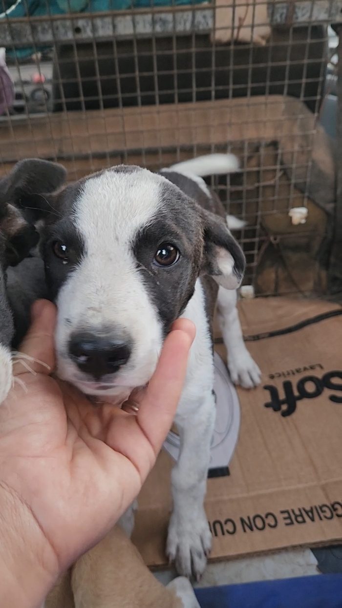 3cucciole 3mesi femmine tg media futura salvate da una pessima vita!! COSENZA - media 6