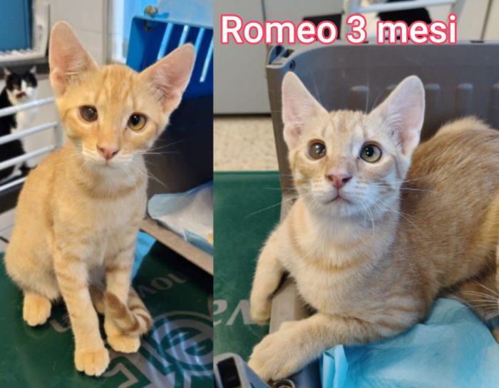 Telefonate per un gatto