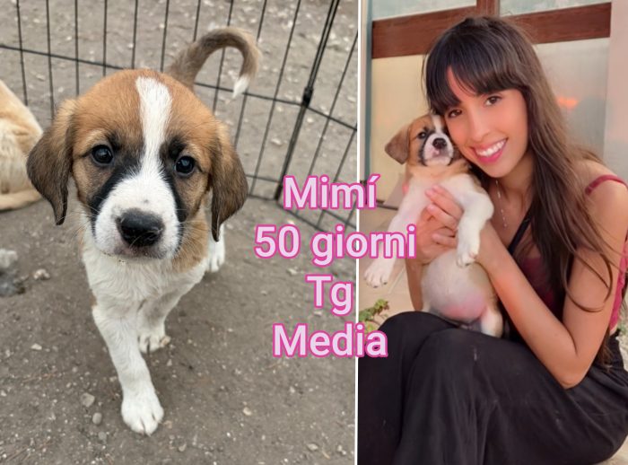 Siamo sommerse dai cuccioli