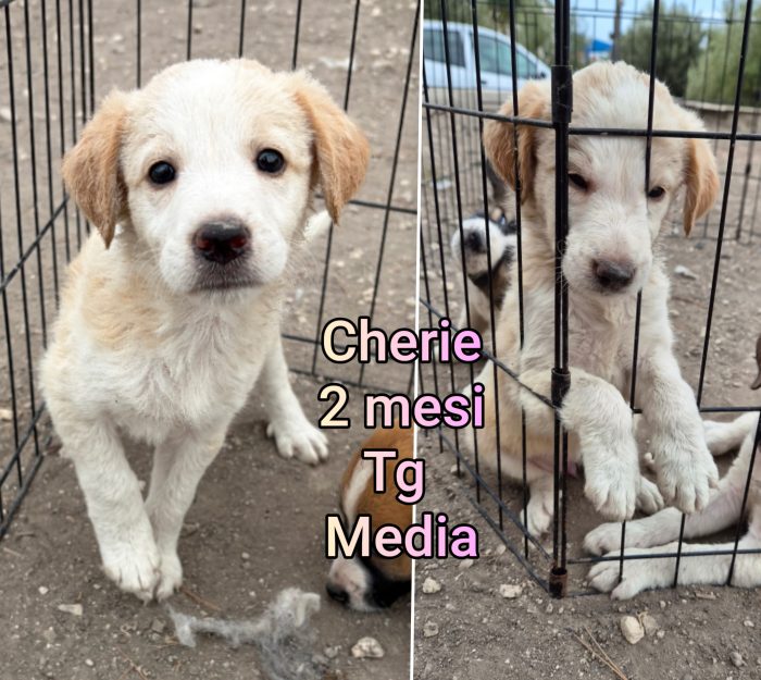 Siamo sommerse dai cuccioli