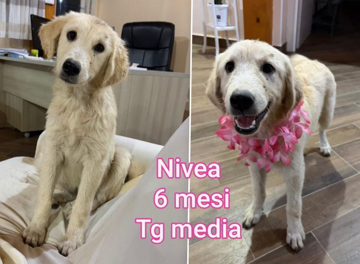 Siamo sommerse dai cuccioli - media 5