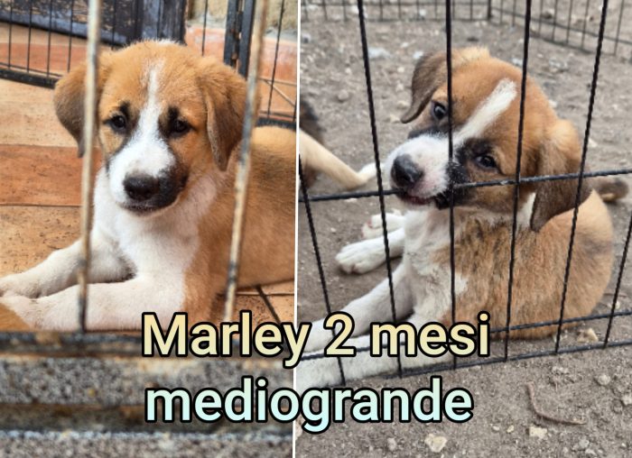 Siamo sommerse dai cuccioli - media 6