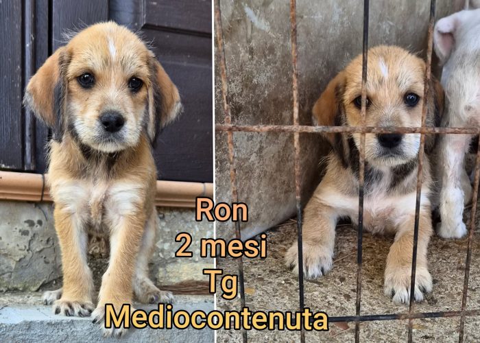 Siamo sommerse dai cuccioli - media 7