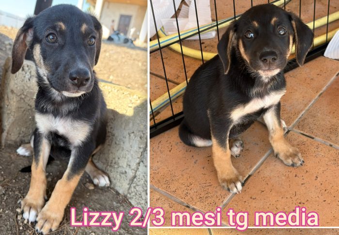 Siamo sommerse dai cuccioli - media 9