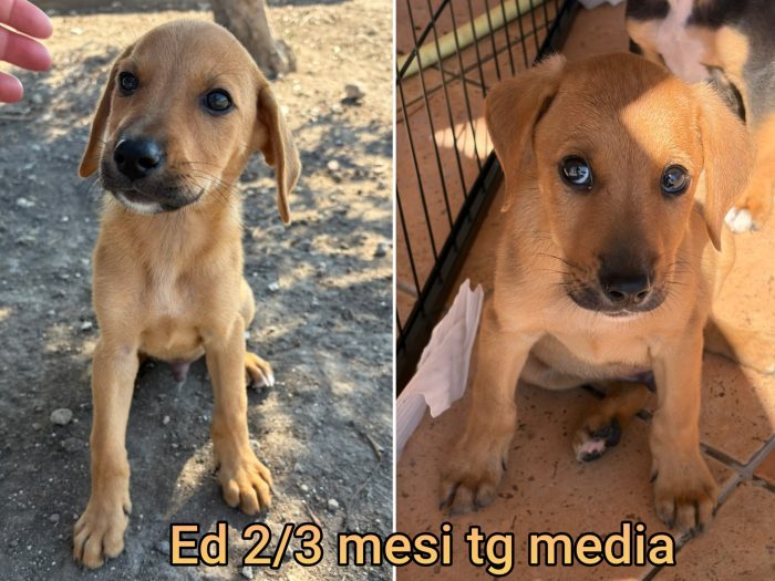 Siamo sommerse dai cuccioli - media 10