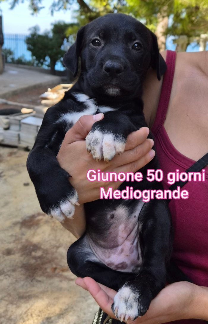 2 mesi: tenerissimi cuccioli