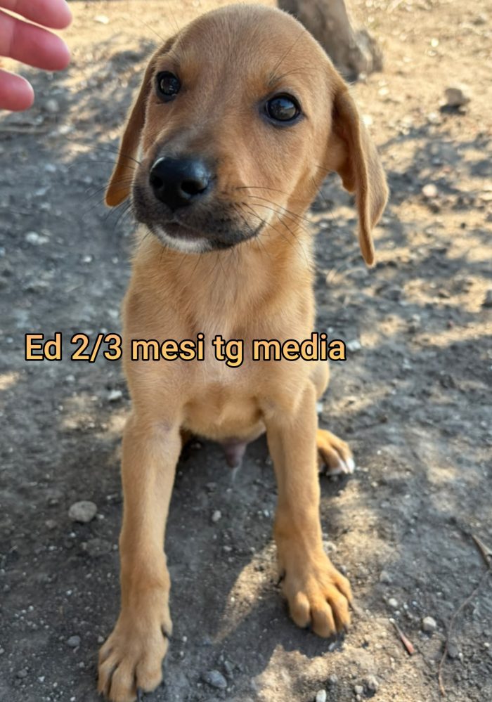 2 mesi: tenerissimi cuccioli - media 7