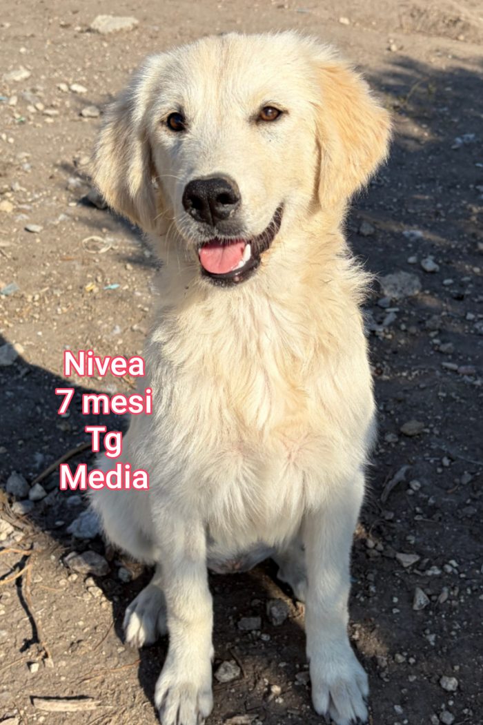 2 mesi: tenerissimi cuccioli - media 8