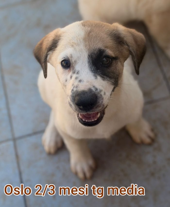 2 mesi: tenerissimi cuccioli - media 9