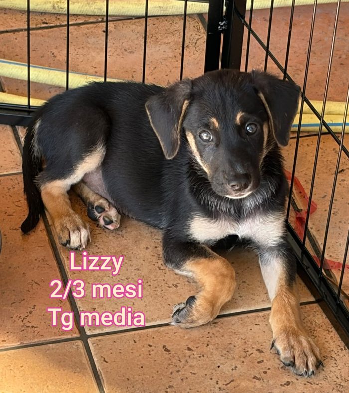 2 mesi: tenerissimi cuccioli - media 10