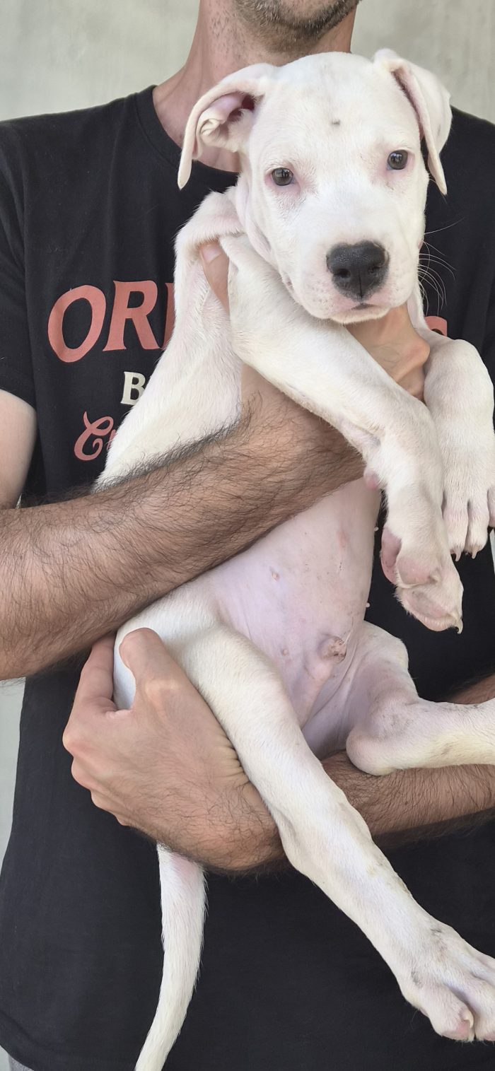 Cucciolo mix dogo argentino/pitbull