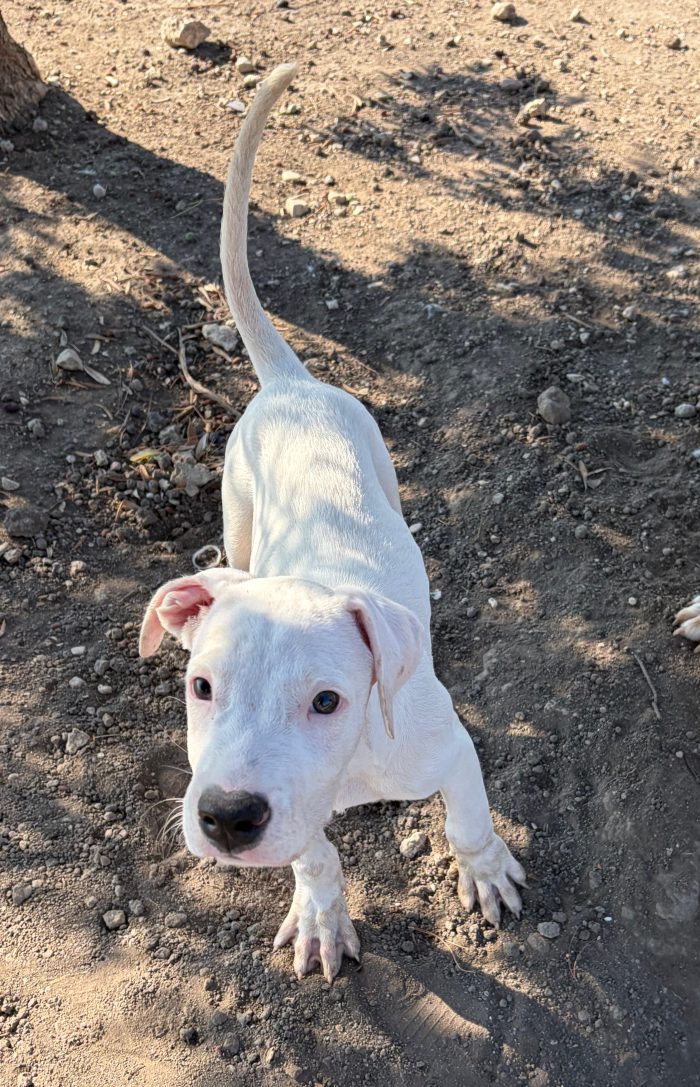 Cucciolo mix dogo argentino/pitbull
