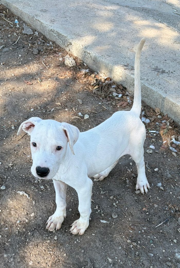 Cucciolo mix dogo argentino/pitbull - media 6