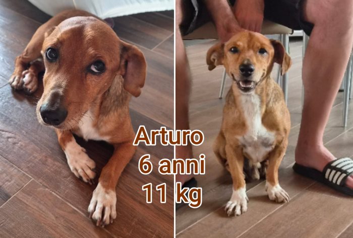 Cani taglia small