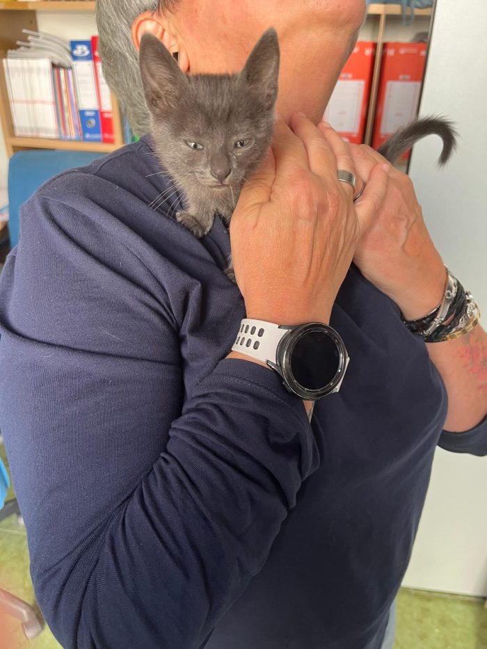 Gattina 2 mesi cerca casa
