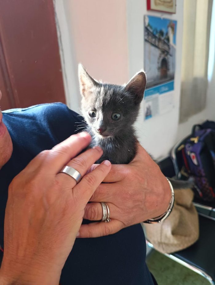 Gattina 2 mesi cerca casa
