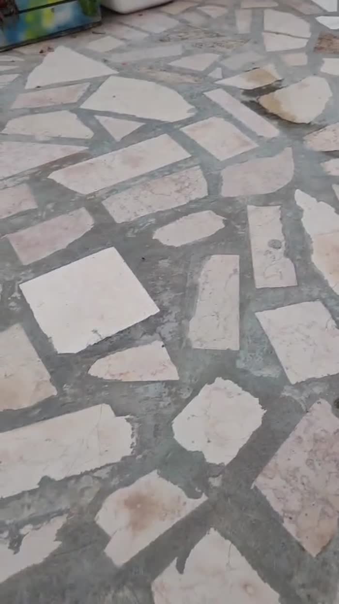 Gattina 2 mesi cerca casa