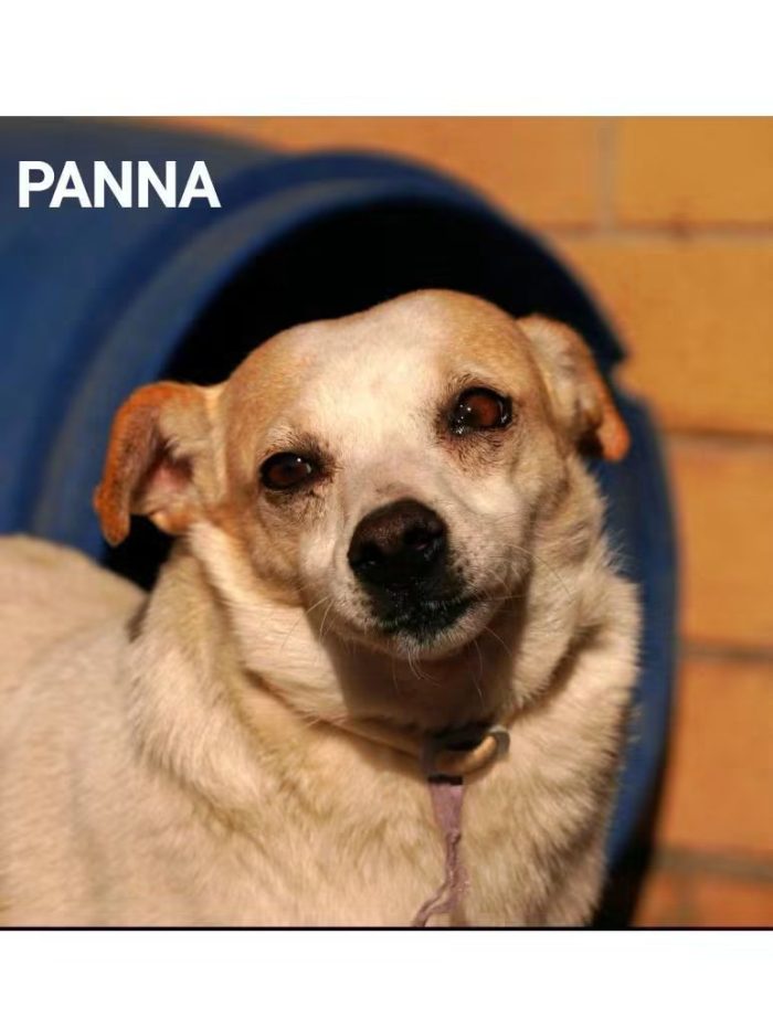 Panna, piccolina in cerca di famiglia tutta sua