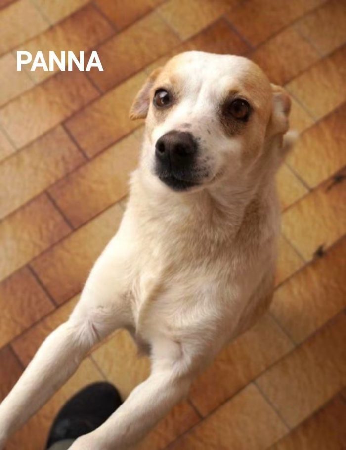 Panna, piccolina in cerca di famiglia tutta sua
