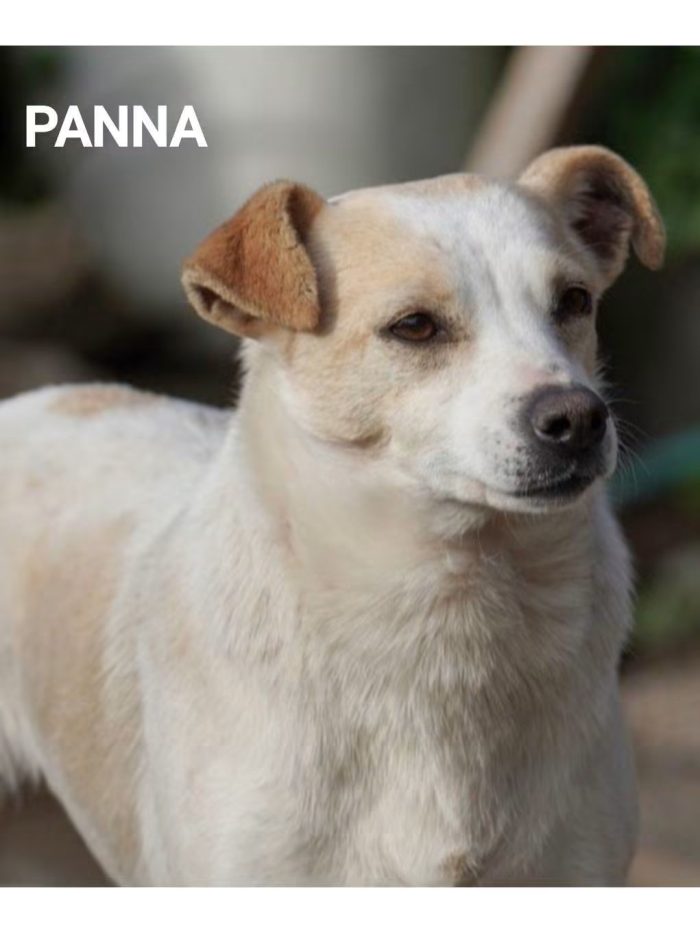 Panna, piccolina in cerca di famiglia tutta sua