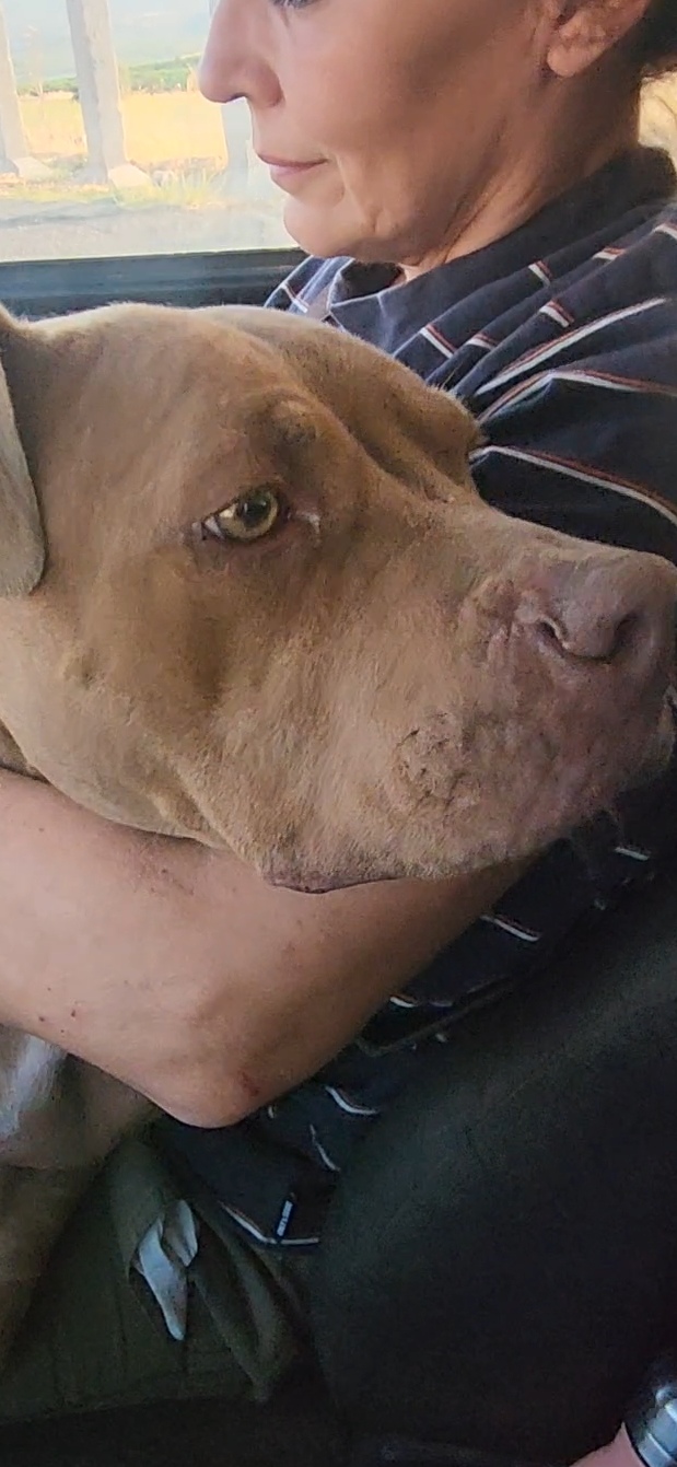Pitbull femmina Red Nose 2/3anni salvata coi cuccioli COSENZA