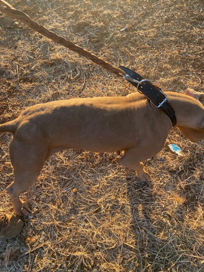 Pitbull femmina Red Nose 2/3anni salvata coi cuccioli COSENZA - media 4