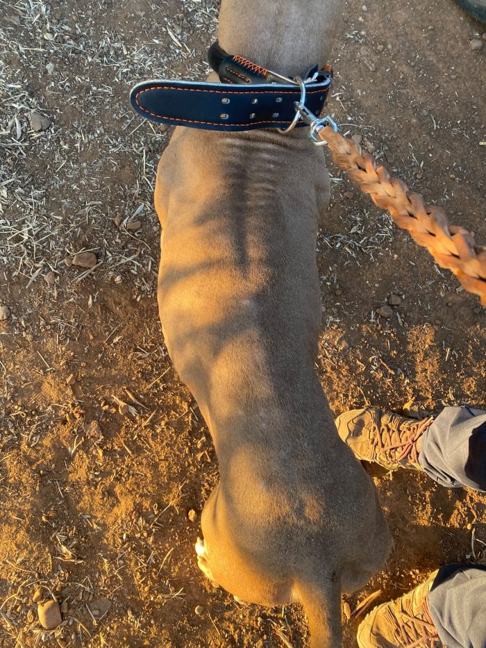 Pitbull femmina Red Nose 2/3anni salvata coi cuccioli COSENZA - media 6
