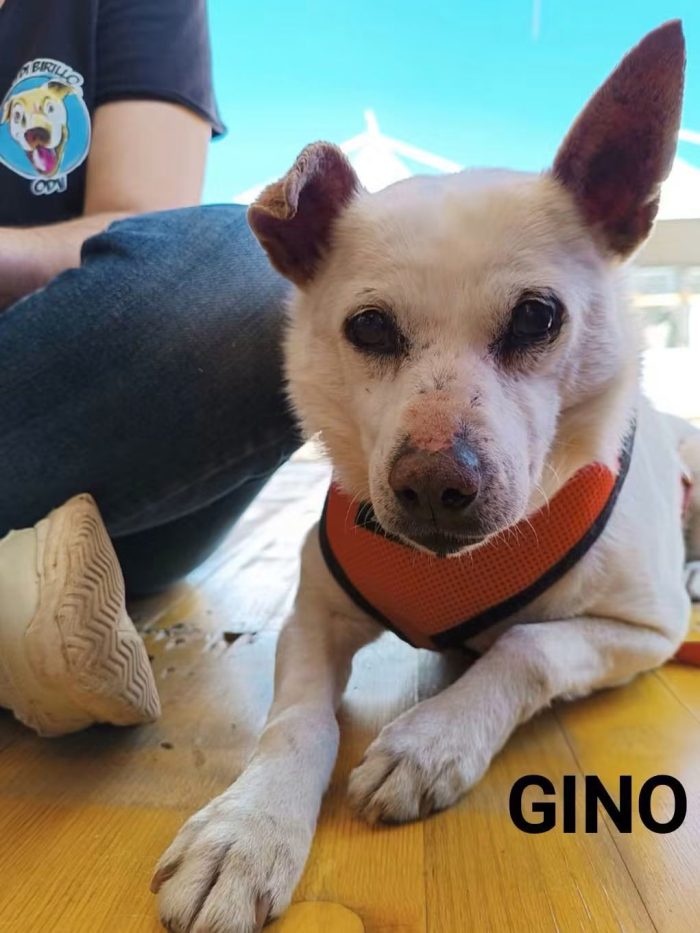 Gino, piccolino in cerca di una famiglia tutta sua