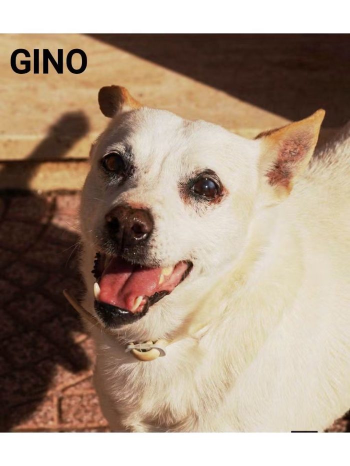 Gino, piccolino in cerca di una famiglia tutta sua
