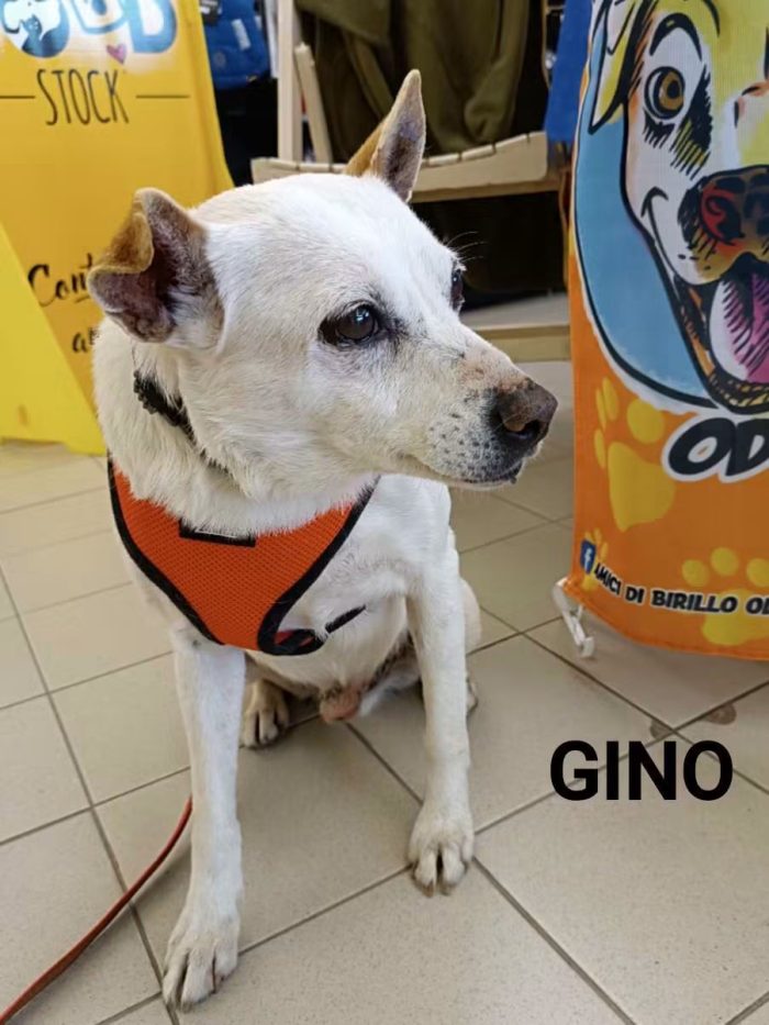 Gino, piccolino in cerca di una famiglia tutta sua