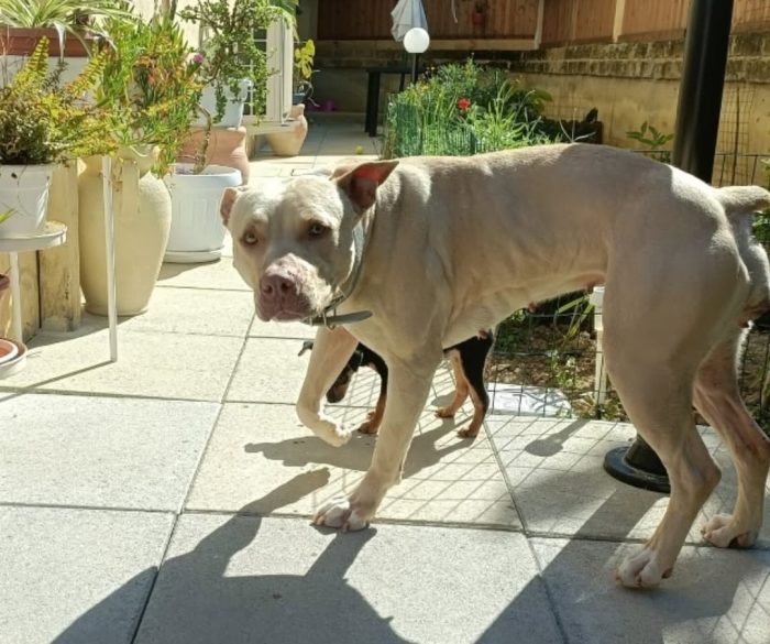 dolcissima e giocherellona cerca urgente casa