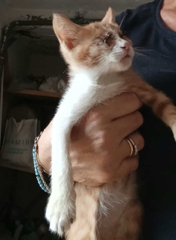 ROMEO, gattino cieco - media 4