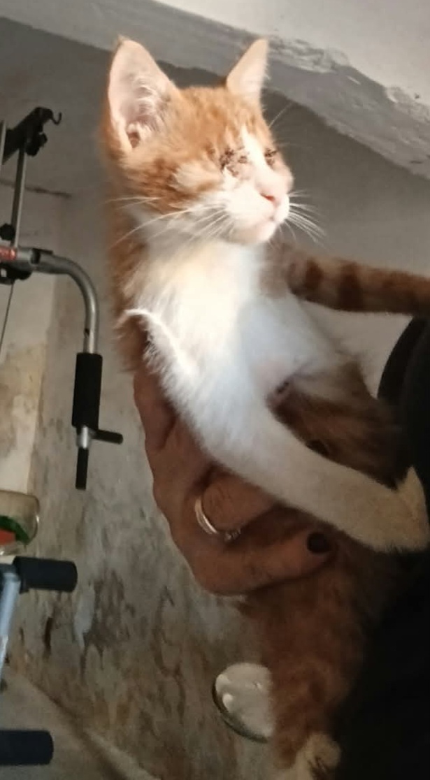 ROMEO, gattino cieco