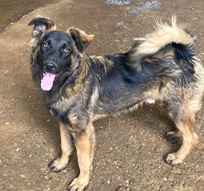 Falco, mix pastore tedesco di 1 anno e 8 mesi