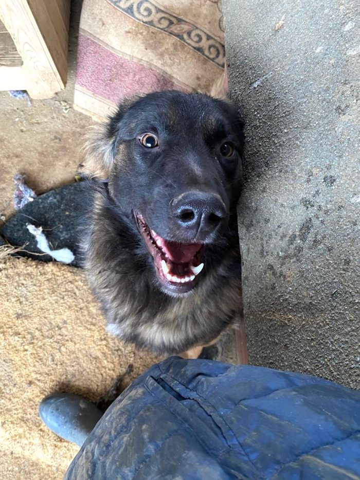 Falco, mix pastore tedesco di 1 anno e 8 mesi
