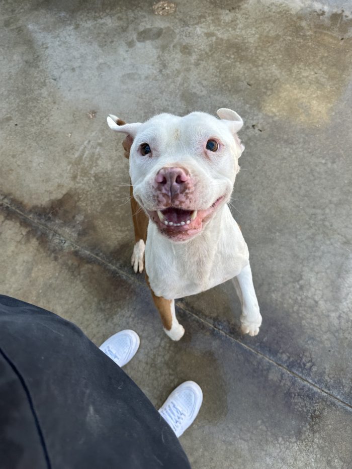🐾NAMI ancora ha speranza🙏🥺 - media 4