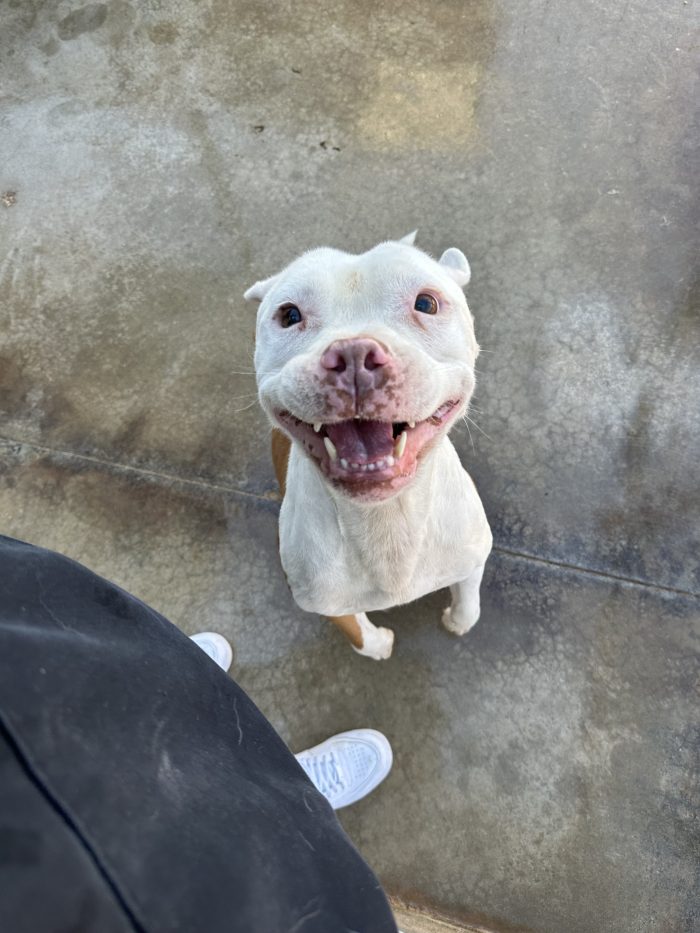 🐾NAMI ancora ha speranza🙏🥺 - media 6
