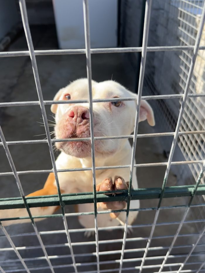🐾NAMI ancora ha speranza🙏🥺 - media 7