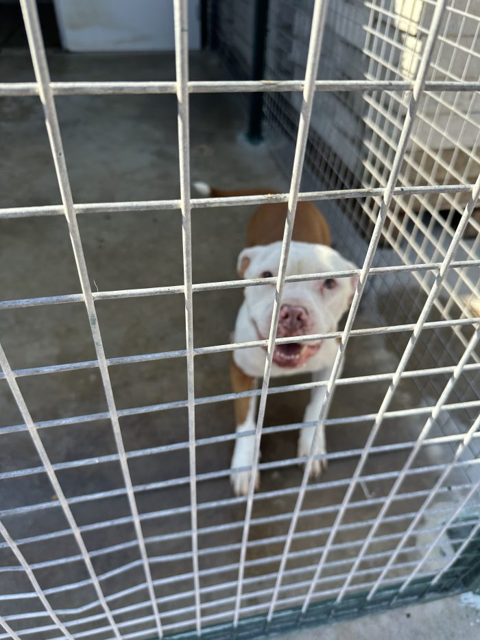 🐾NAMI ancora ha speranza🙏🥺 - media 8