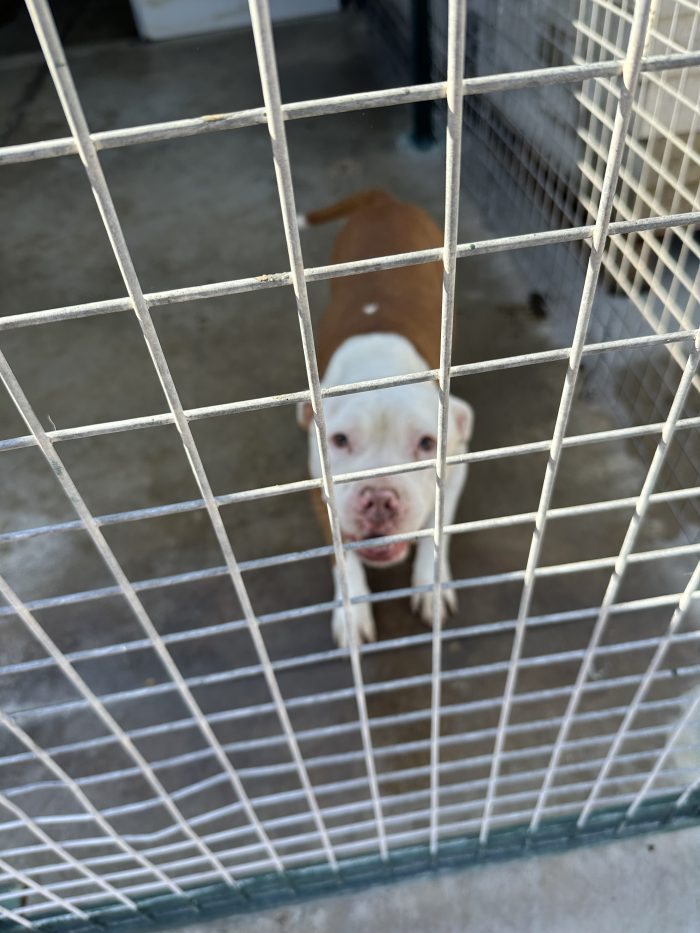 🐾NAMI ancora ha speranza🙏🥺 - media 9