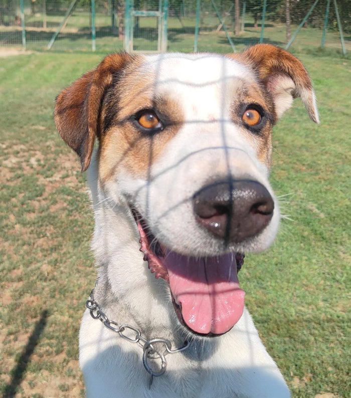 Ciccio  un cane invisibile in cerca di casa - media 4