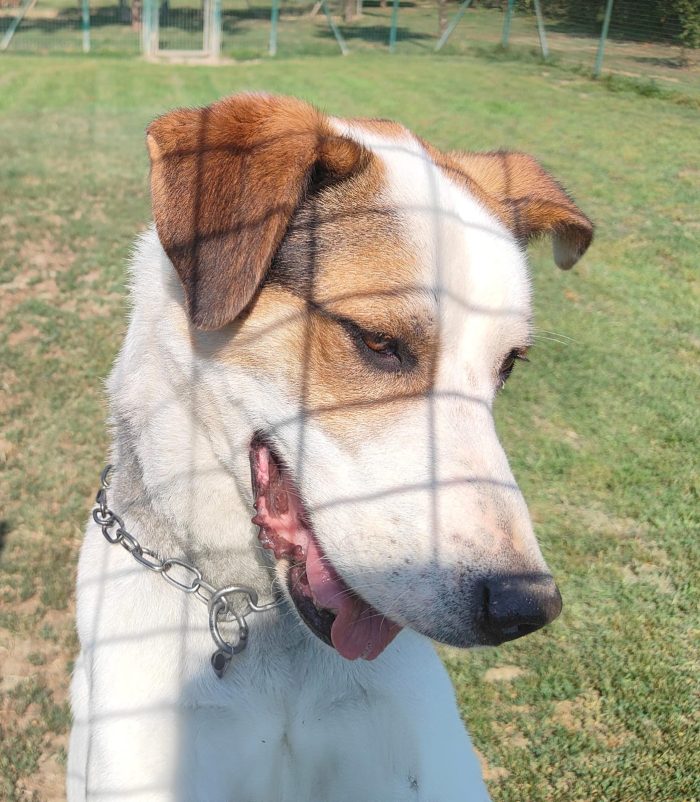 Ciccio  un cane invisibile in cerca di casa - media 5