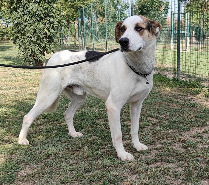 Ciccio  un cane invisibile in cerca di casa - media 6