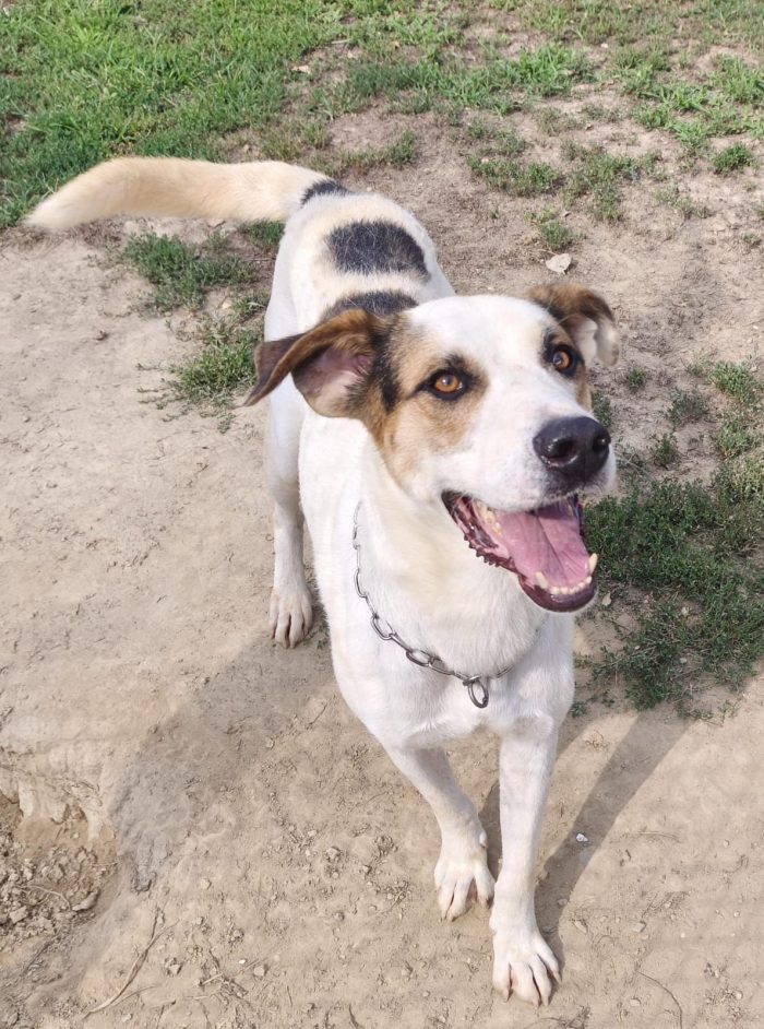 Ciccio  un cane invisibile in cerca di casa