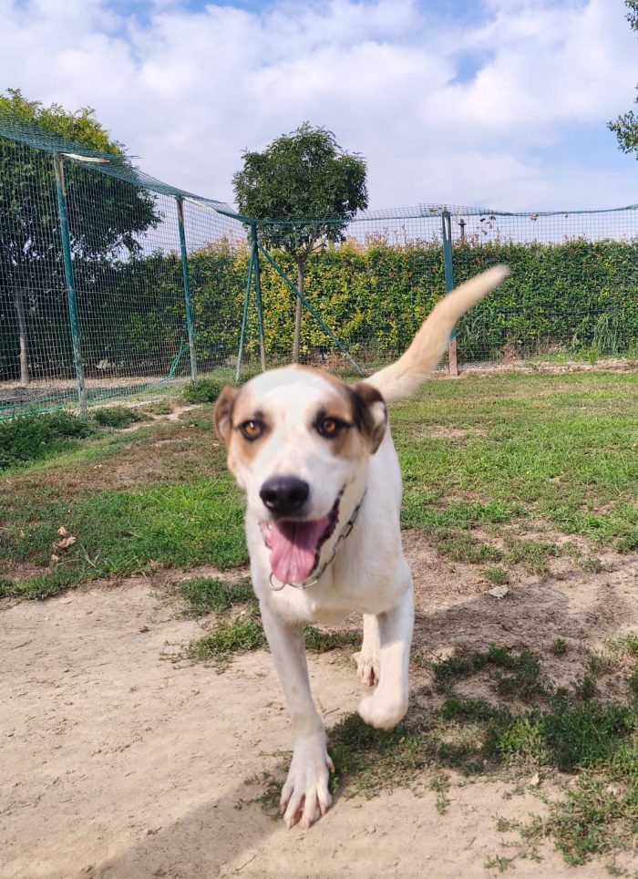 Ciccio  un cane invisibile in cerca di casa
