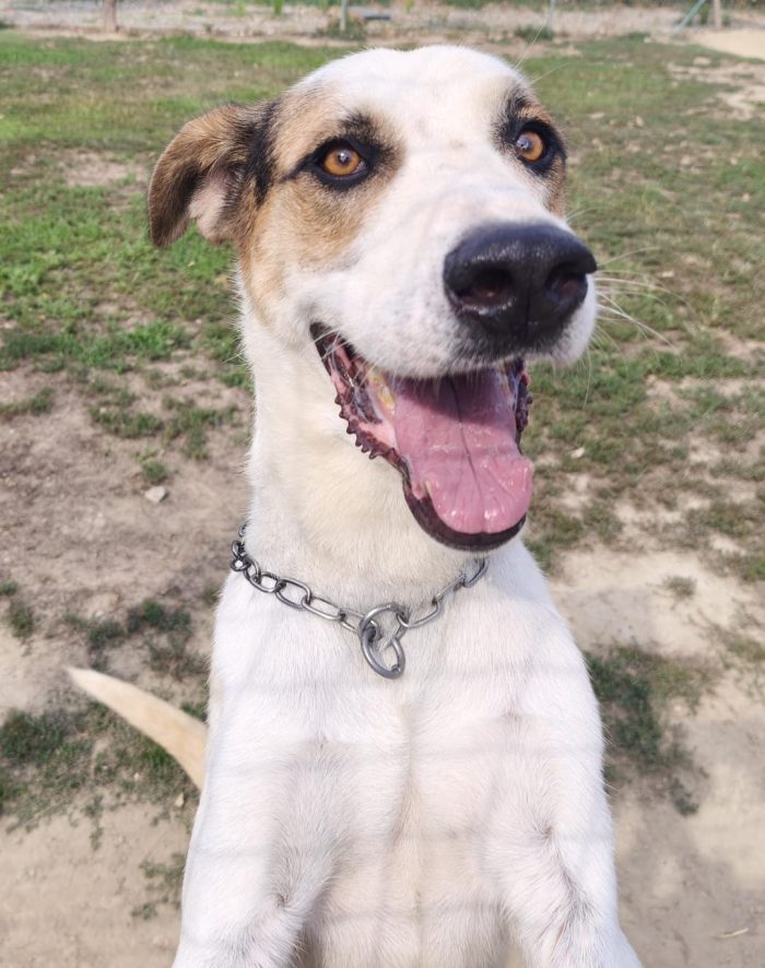 Ciccio  un cane invisibile in cerca di casa