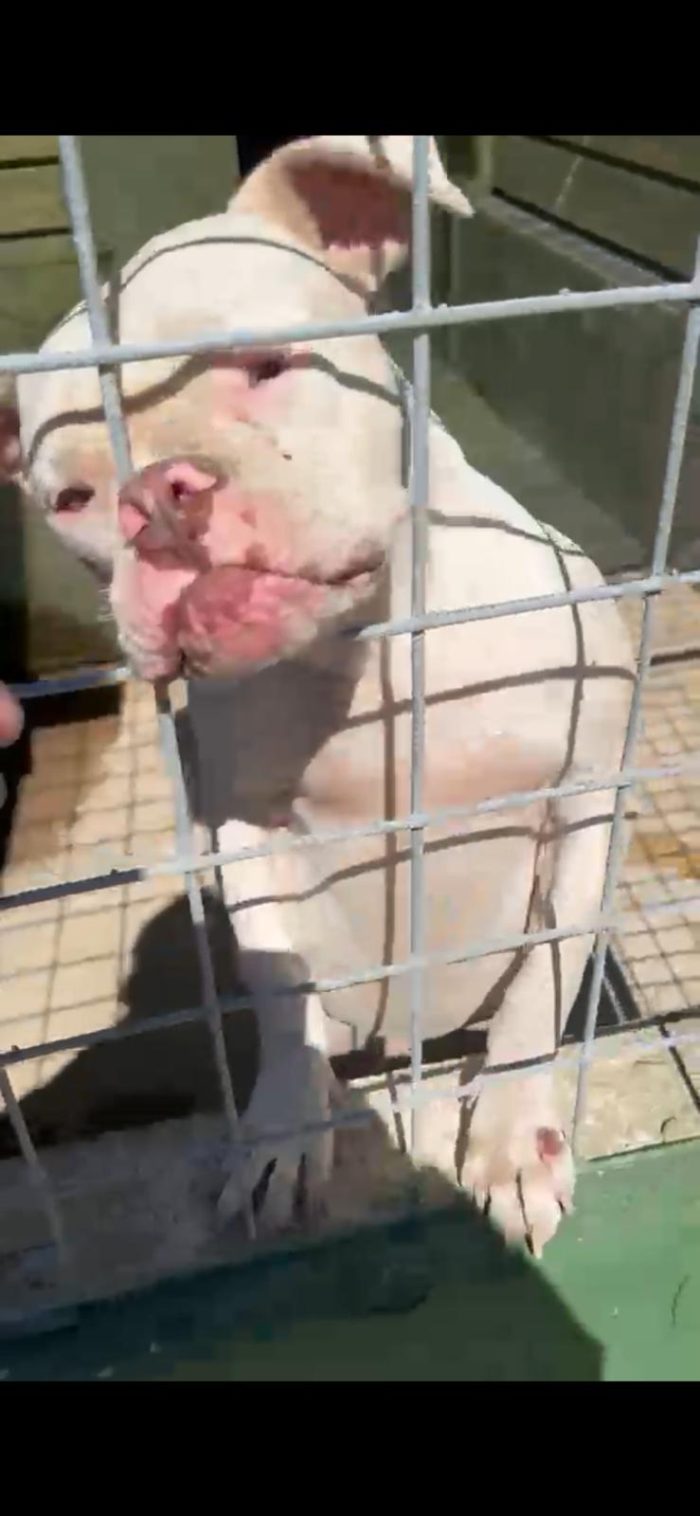tre cuccioloni di americanbully in adozione