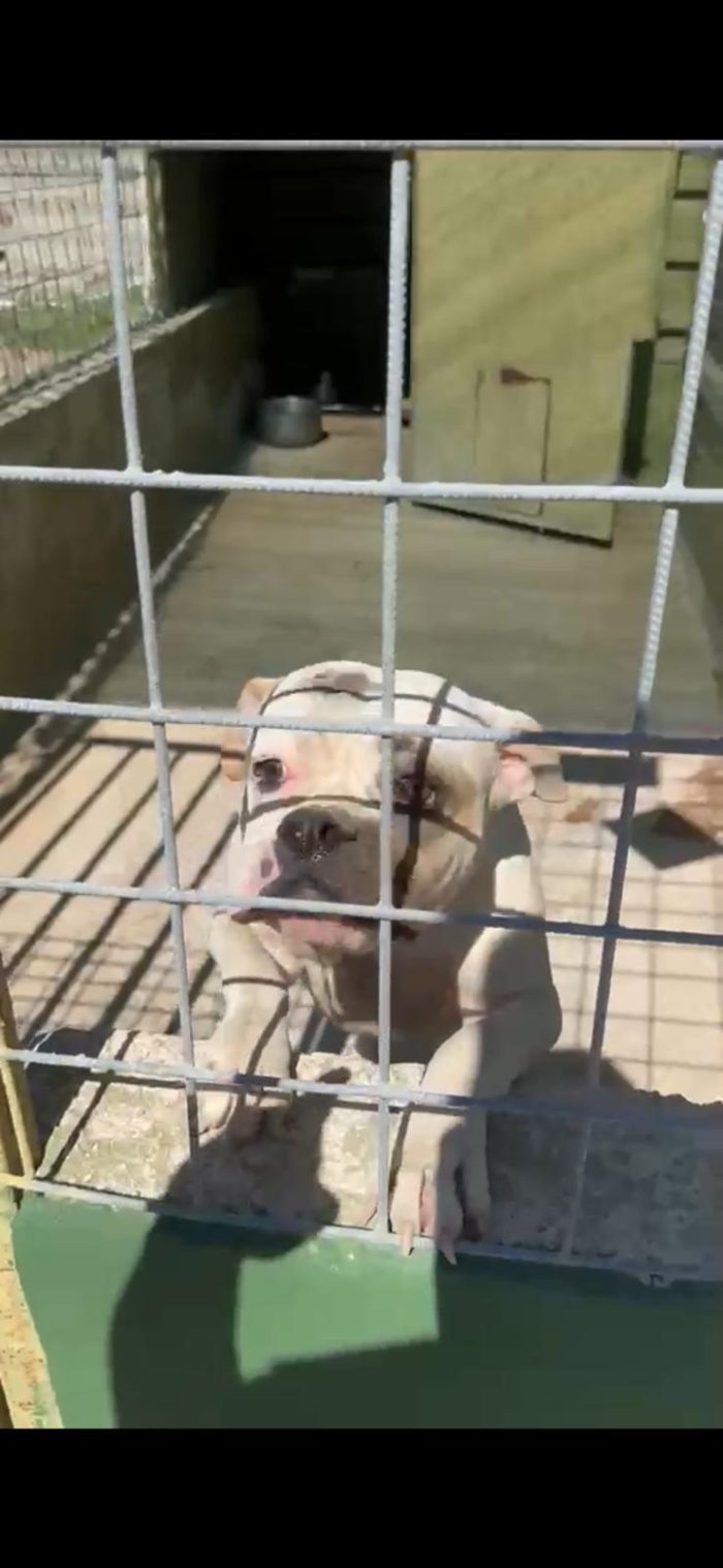 tre cuccioloni di americanbully in adozione