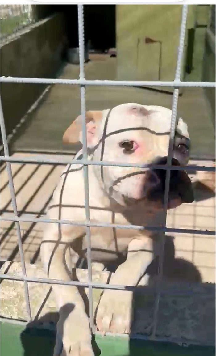 tre cuccioloni di americanbully in adozione